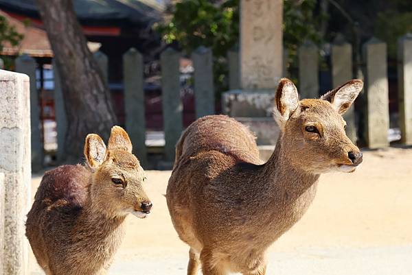 2025日本九州四國本州之旅 - 廣島縣宮島 嚴島神社