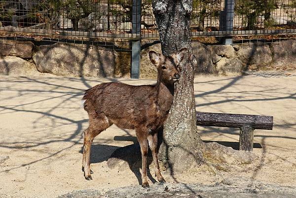 2025日本九州四國本州之旅 - 廣島縣宮島 嚴島神社