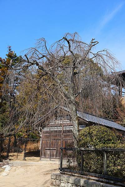 2025日本九州四國本州之旅 - 廣島縣宮島 嚴島神社
