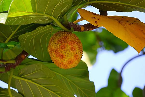 台北植物園 - 麵包樹