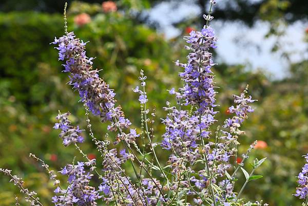 台北玫瑰園 - 俄羅斯鼠尾草