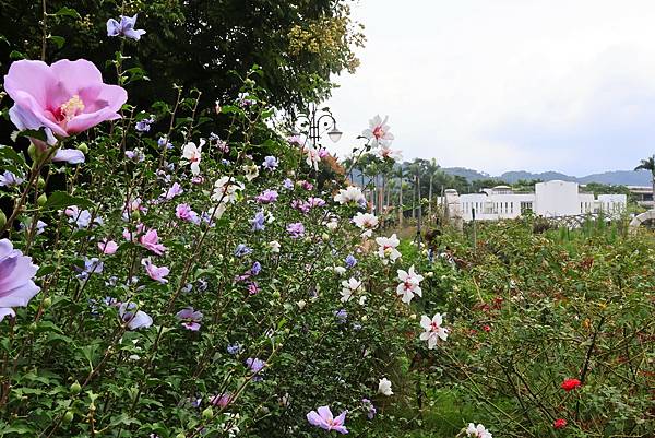 台北玫瑰園 - 朝開暮謝的木槿花