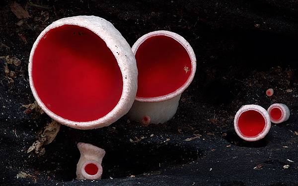 紅杯真菌.jpg