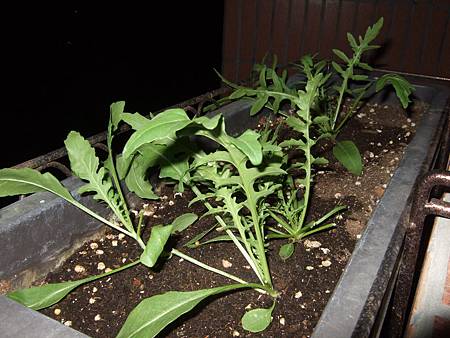 wild rocket leaves