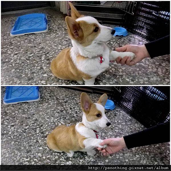 [v]障碍的握手训练 @ 柯基犬乐乐*最重要的小事 :: 痞客邦 pixnet