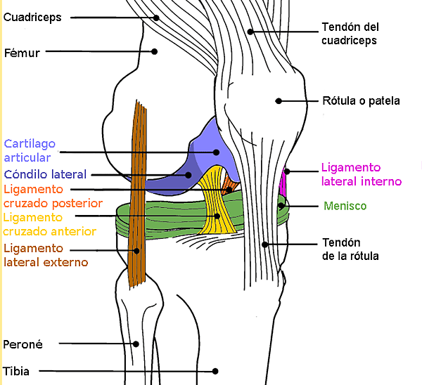 Diagrama_rodilla_color