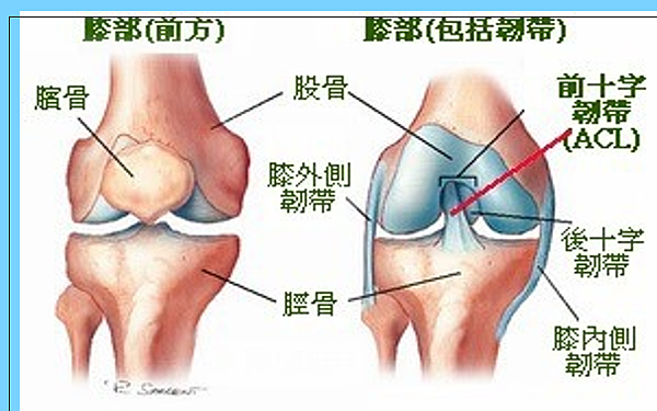 認識十字韌帶重建 世豪禮立物理治療所 痞客邦