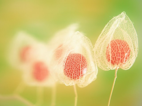 flower02
