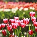 Tulip_0012.JPG