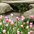 Tulip_0027.JPG