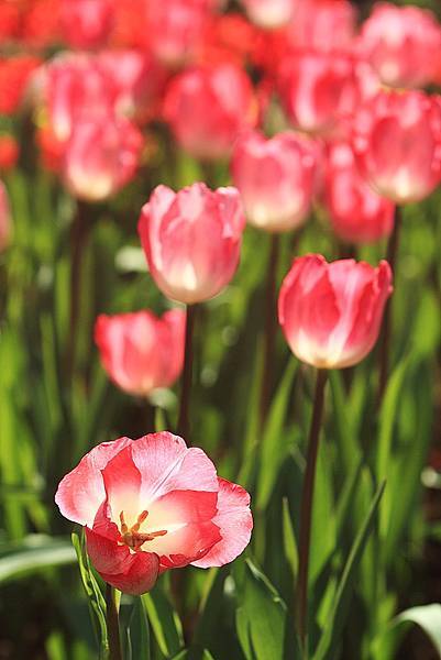 Tulip_0004.JPG