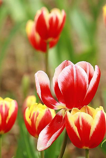 Tulip_0007.JPG