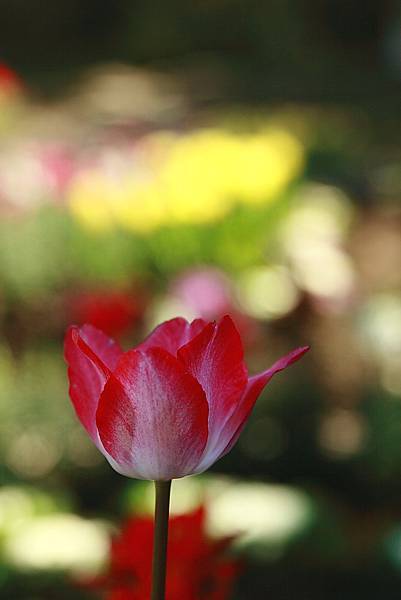 Tulip_0017.JPG