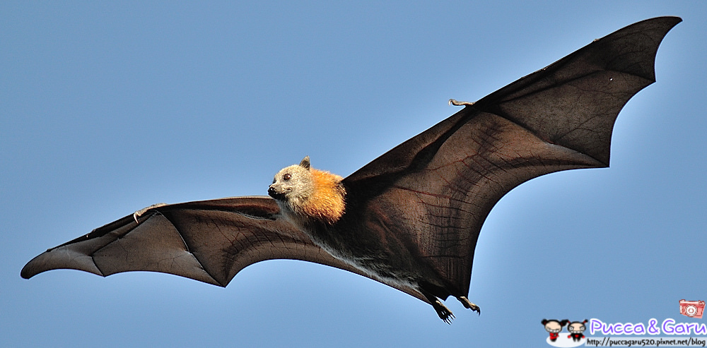 7431232506_a3870c0c72_b 7431232506_a3870c0c72_b