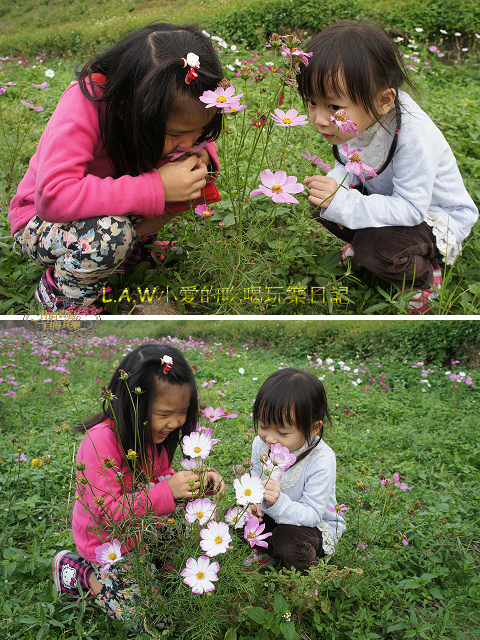 20131116@新埔花海-02.jpg 20131116@新埔花海-02.jpg