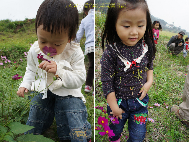 20131116@新埔花海-13.jpg 20131116@新埔花海-13.jpg