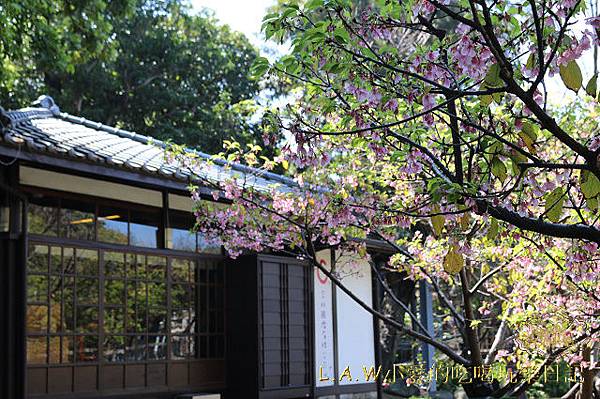 20150224@新竹麗池公園賞櫻-09.jpg 20150224@新竹麗池公園賞櫻-09.jpg
