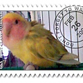 哇咔咔！爱情鸟邮票