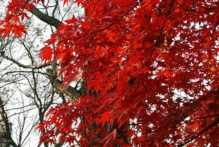 DSC_7660_副本.jpg
