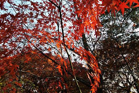 DSC_7664_副本.jpg