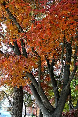 DSC_7650_副本.jpg