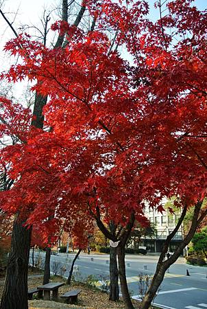 DSC_7658_副本.jpg