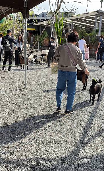 【宜蘭景點】回巢農場 宜蘭體驗餵食小動物/水豚、狐獴和會撞人