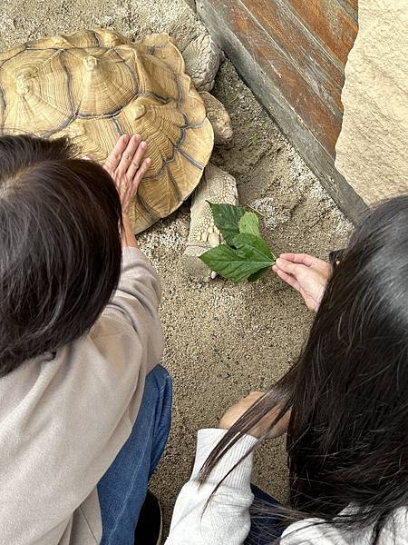 【宜蘭景點】回巢農場 宜蘭體驗餵食小動物/水豚、狐獴和會撞人