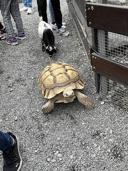 【宜蘭景點】回巢農場 宜蘭體驗餵食小動物/水豚、狐獴和會撞人