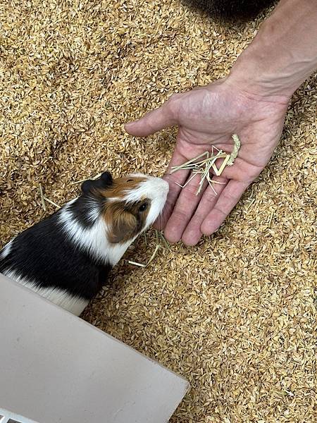 【宜蘭景點】回巢農場 宜蘭體驗餵食小動物/水豚、狐獴和會撞人