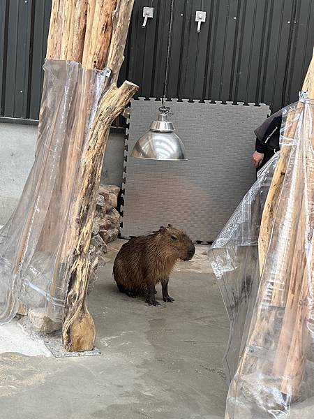 【宜蘭景點】回巢農場 宜蘭體驗餵食小動物/水豚、狐獴和會撞人