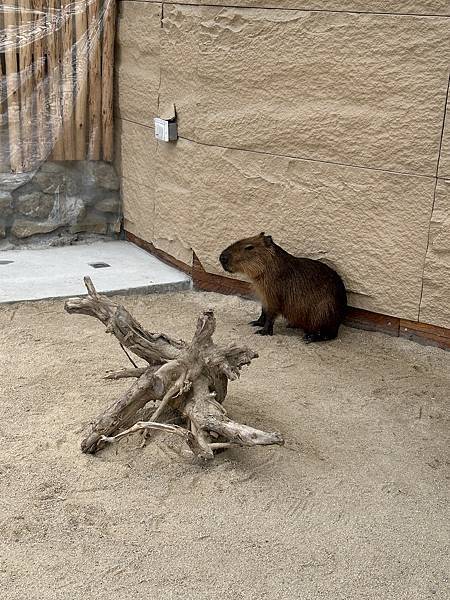 【宜蘭景點】回巢農場 宜蘭體驗餵食小動物/水豚、狐獴和會撞人