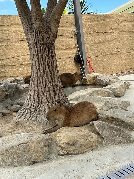 【宜蘭景點】回巢農場 宜蘭體驗餵食小動物/水豚、狐獴和會撞人