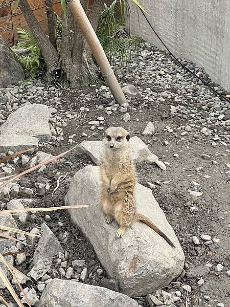 【宜蘭景點】回巢農場 宜蘭體驗餵食小動物/水豚、狐獴和會撞人