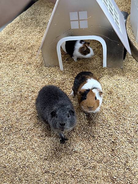 【宜蘭景點】回巢農場 宜蘭體驗餵食小動物/水豚、狐獴和會撞人