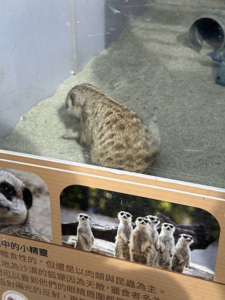 【宜蘭景點】回巢農場 宜蘭體驗餵食小動物/水豚、狐獴和會撞人