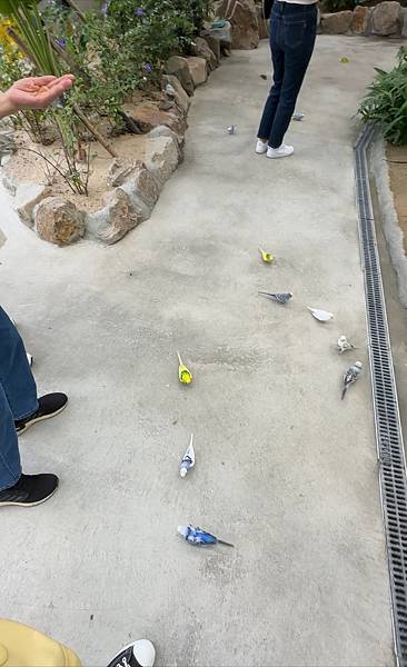 【宜蘭景點】回巢農場 宜蘭體驗餵食小動物/水豚、狐獴和會撞人