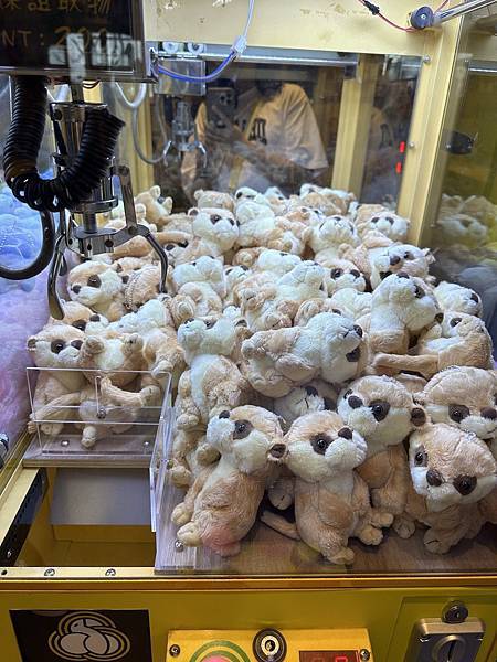 【宜蘭景點】回巢農場 宜蘭體驗餵食小動物/水豚、狐獴和會撞人