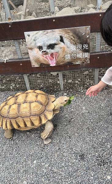 【宜蘭景點】回巢農場 宜蘭體驗餵食小動物/水豚、狐獴和會撞人