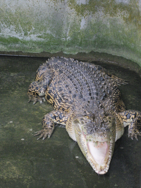 缺尾鱷魚.jpg