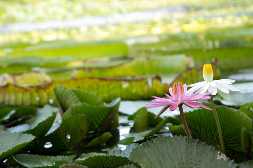 20110620白河蓮花季-5670