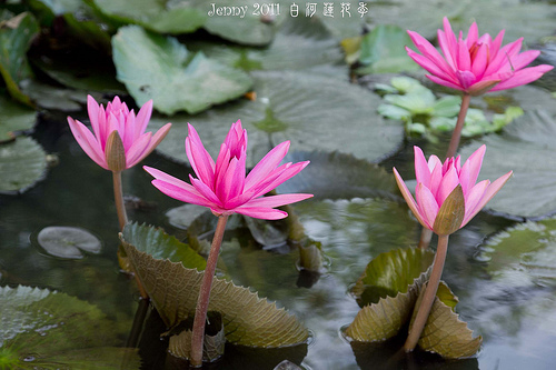 20110620白河蓮花季-5697