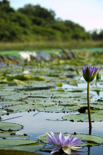 20110620白河蓮花季-5709