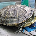我撿的巴西龜