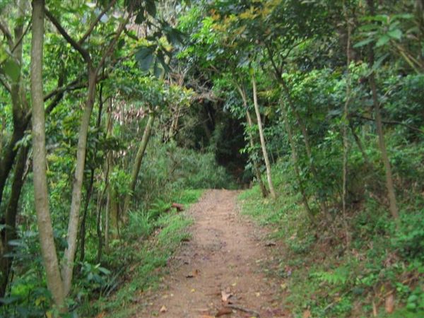 步道都長這樣