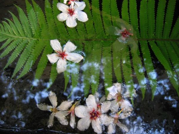 水面上的油桐花