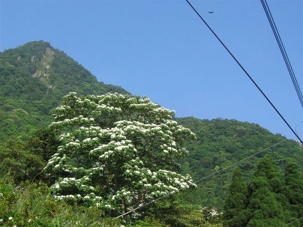 油桐花、外鳥嘴山、大冠鷲