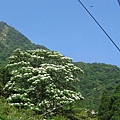 油桐花、外鳥嘴山、大冠鷲