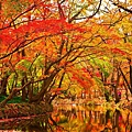 autumn-leaves-1309190_960_720.jpg