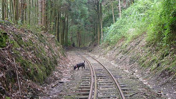 105.06.24 十字路來吉古道_1250.jpg